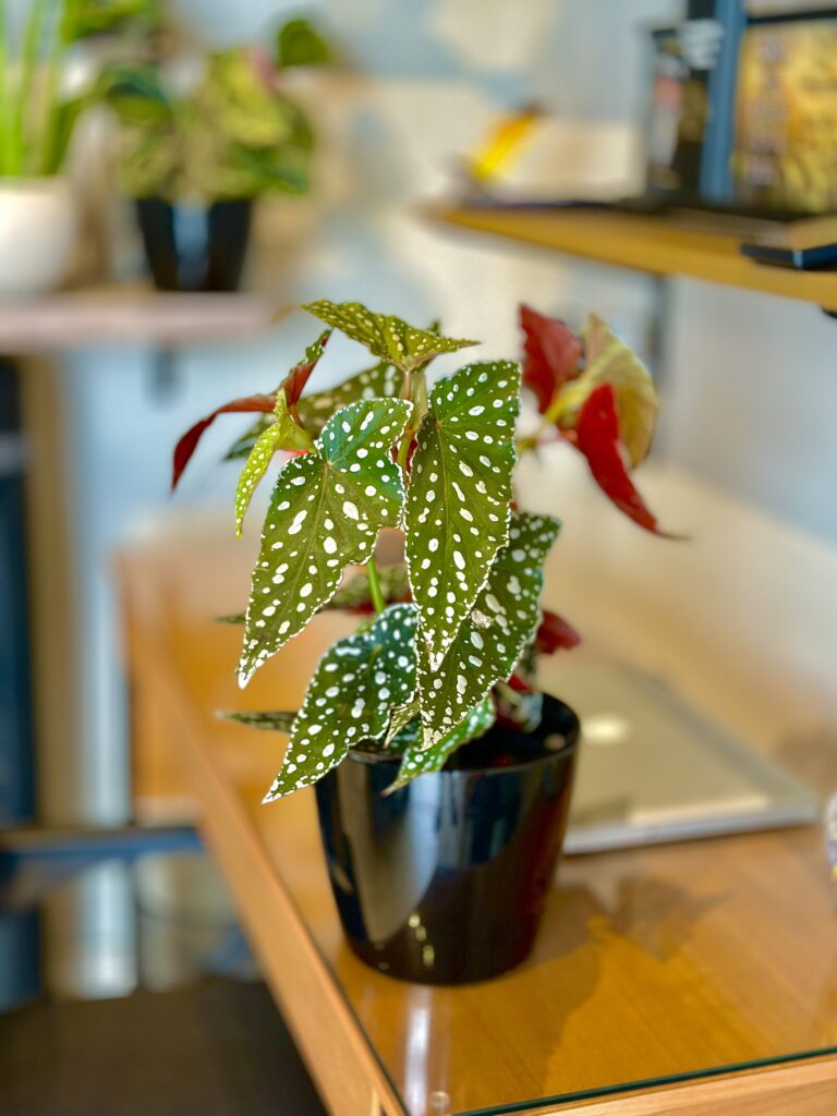 Begônia maculata SPOTLIGHT