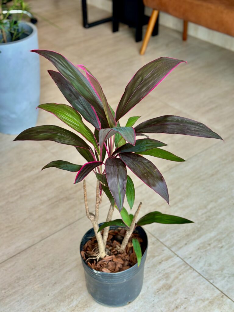 Dracena Cordyline