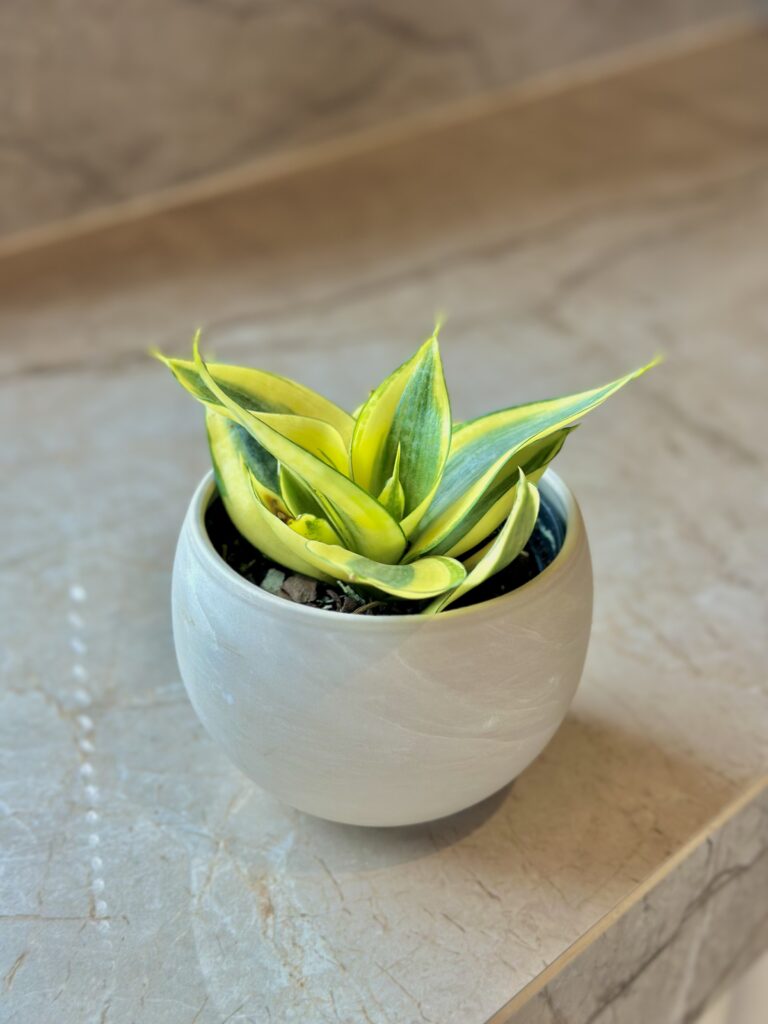 Mini Espada-de-São-Jorge