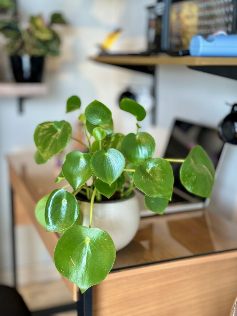 Peperomia Raindrop