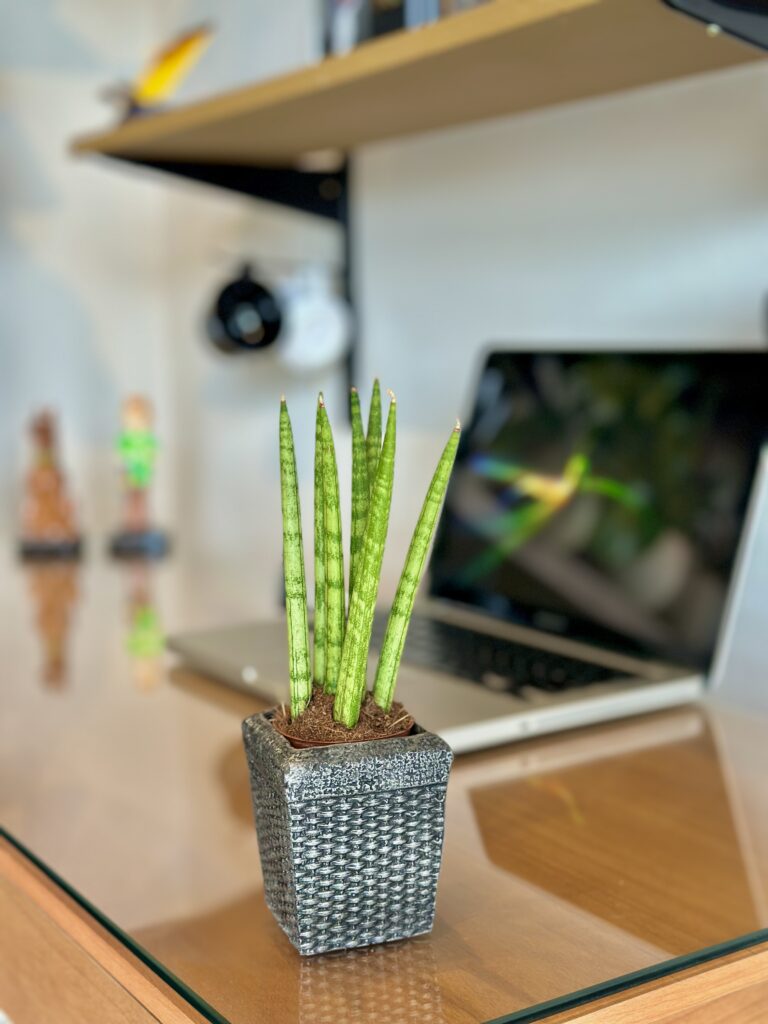 Mini lança de São Jorge com Cachepô