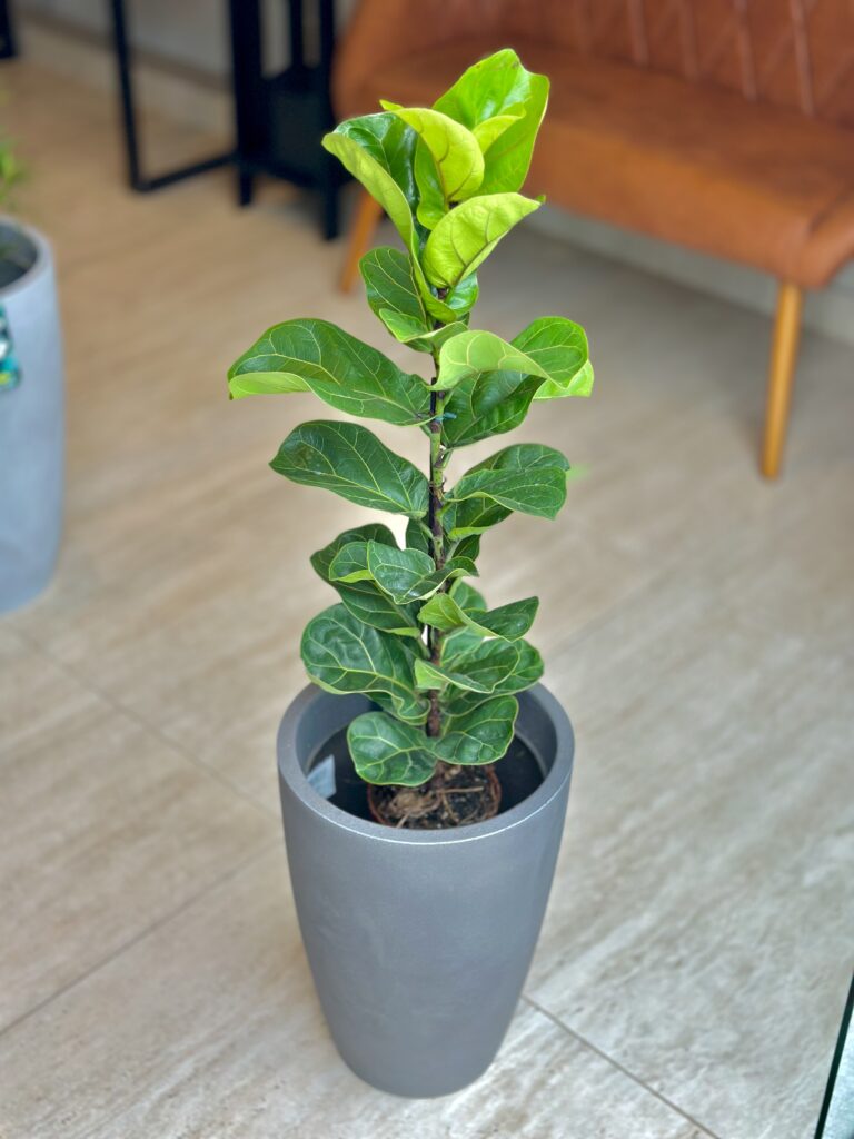 Ficus lyrata Bambino