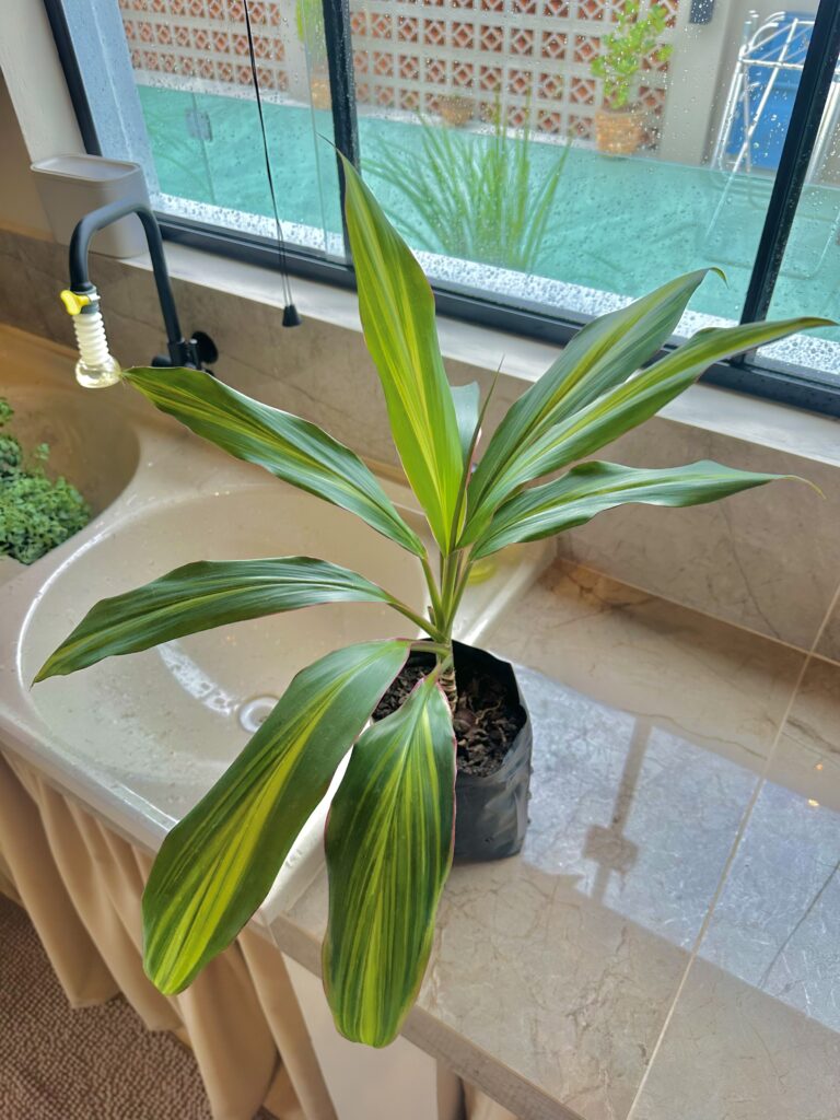 Dracena cordyline pink