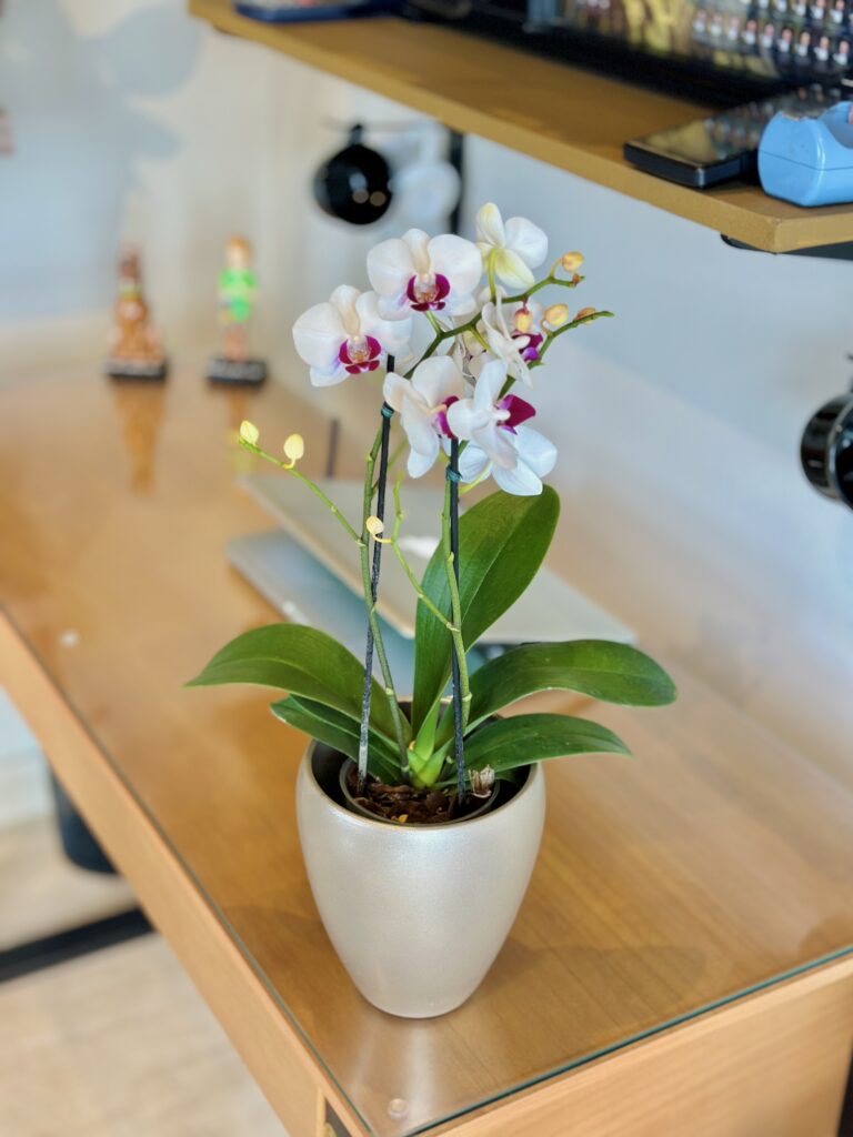 Orquídea premium