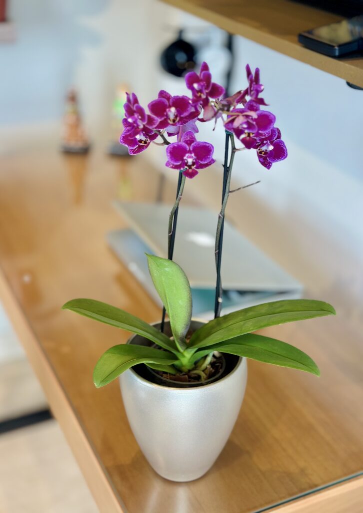 Orquídea Premium