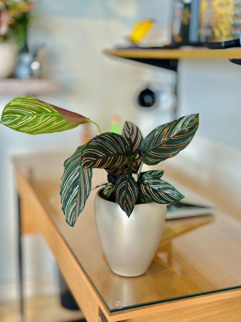 Calathea ornata