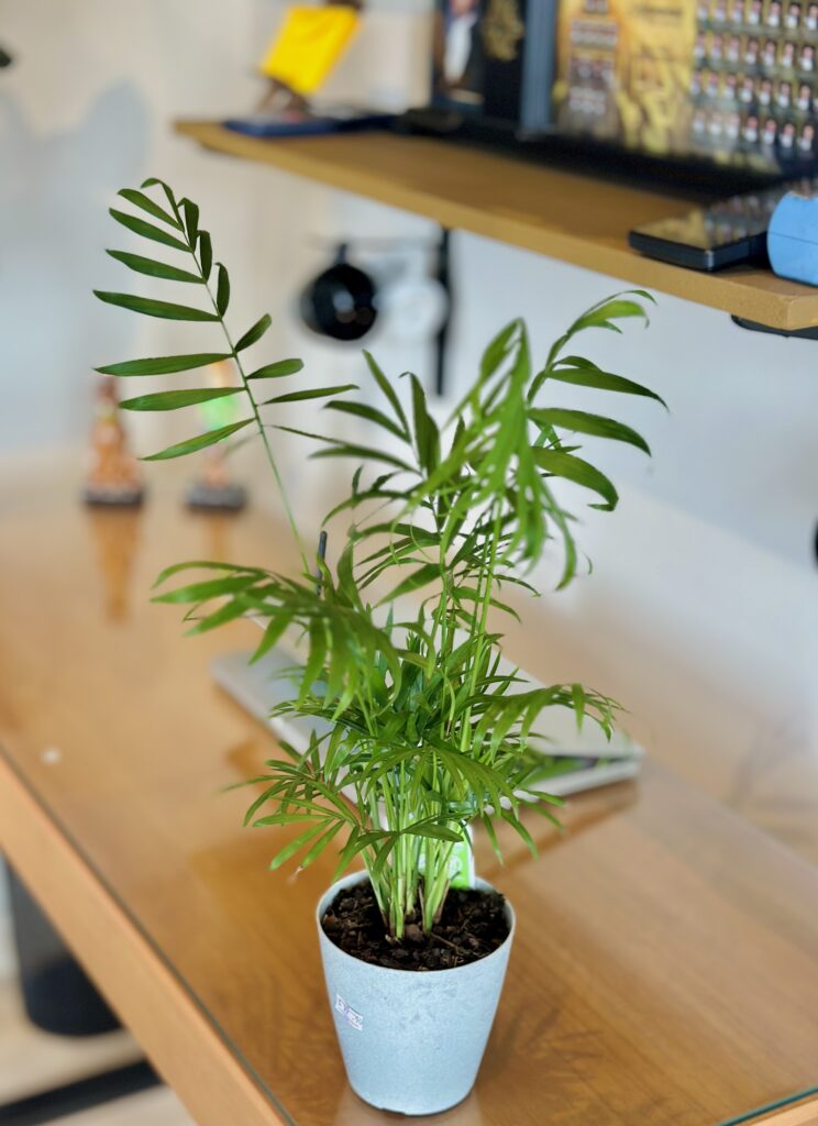 Palmeira Chamaedorea