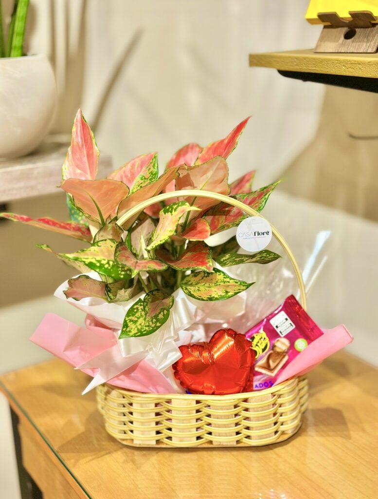 Cesta M + Aglaonema + balão coração + barra de chocolate