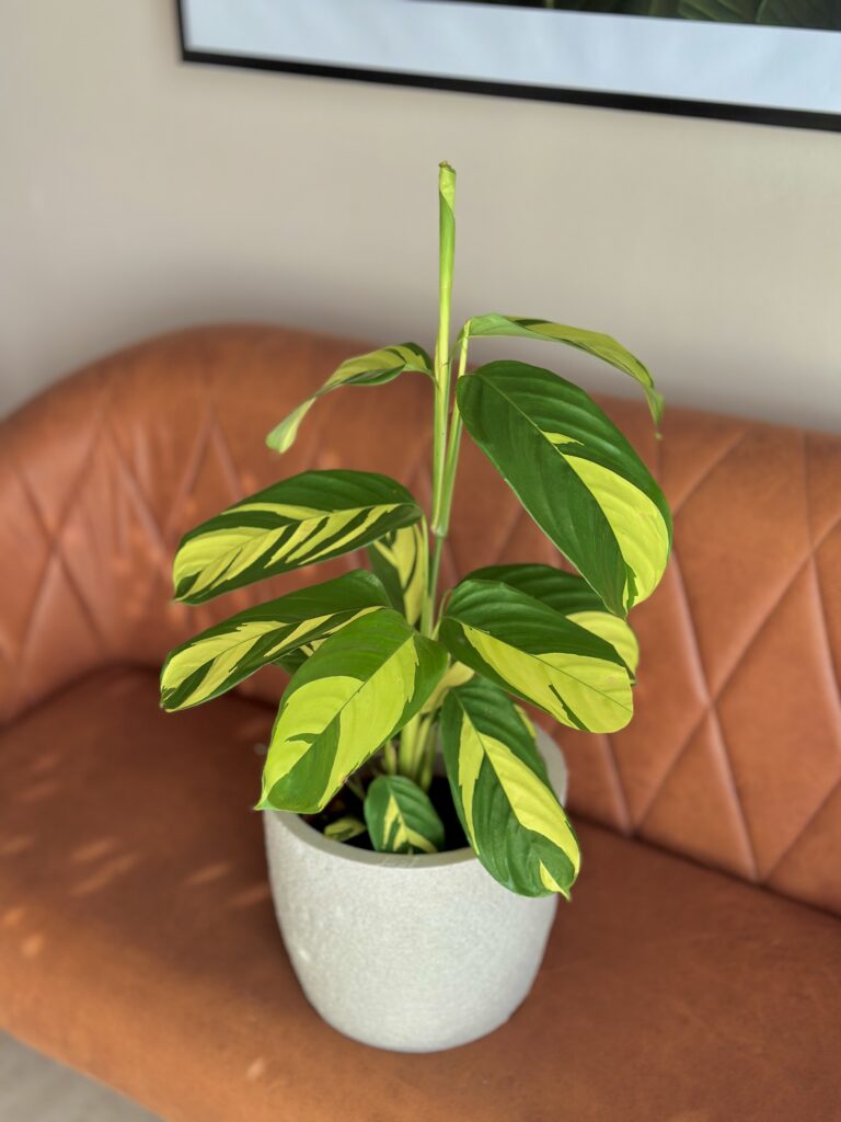 Calathea Golden Mosaic