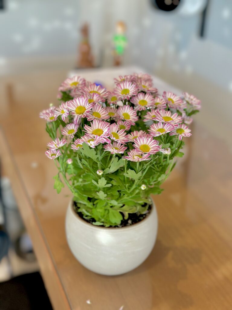Crisântemo rosa claro
