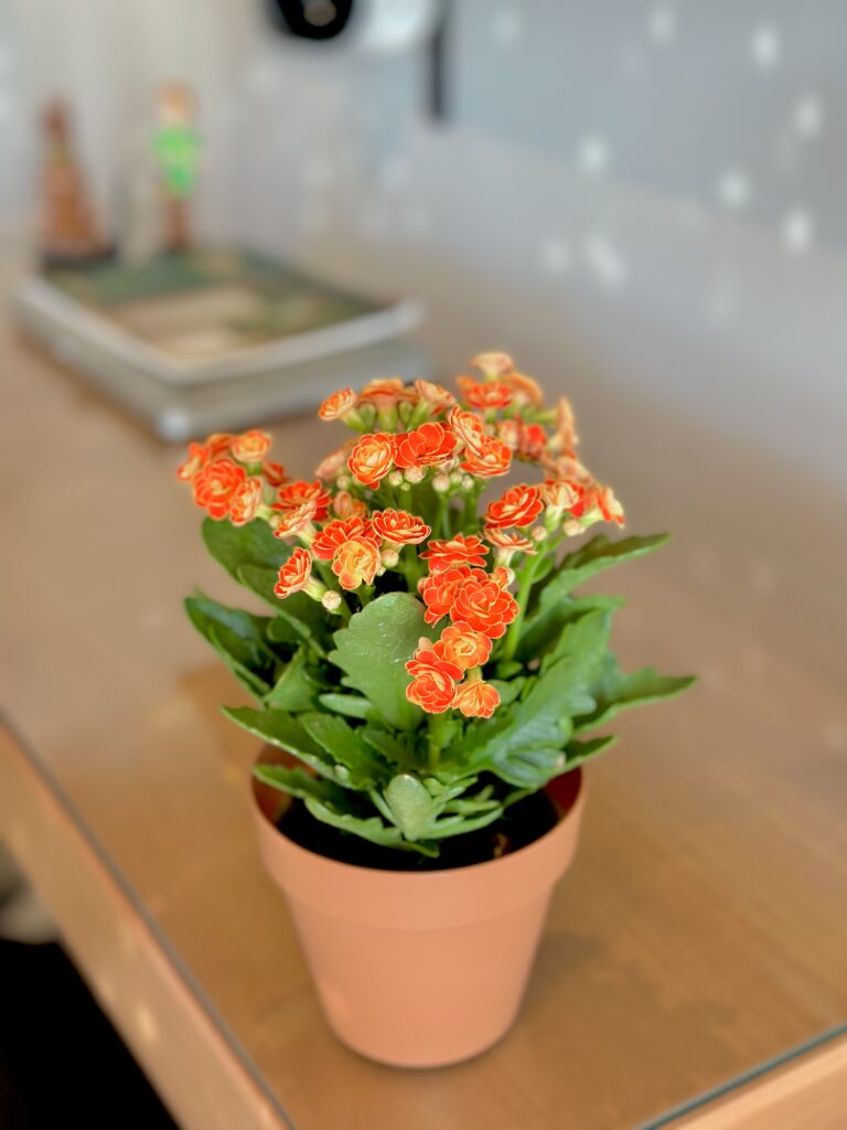 Kalanchoe laranja