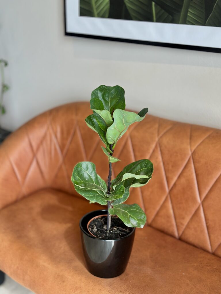 Ficus lyrata Bambino