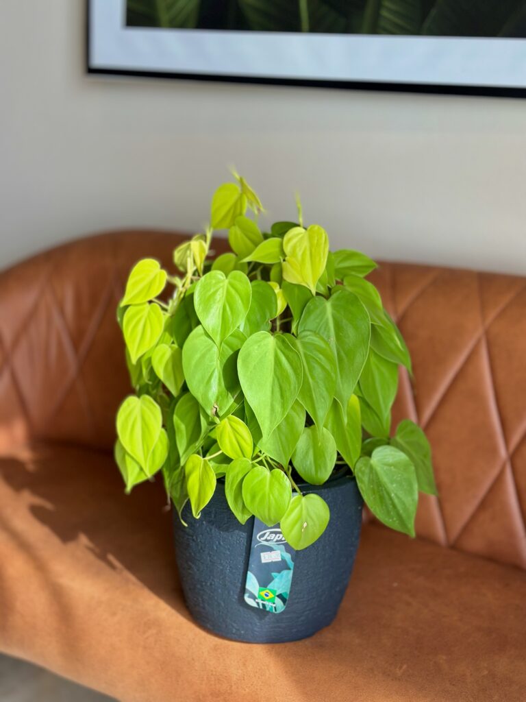 Philodendron Limão com tutor