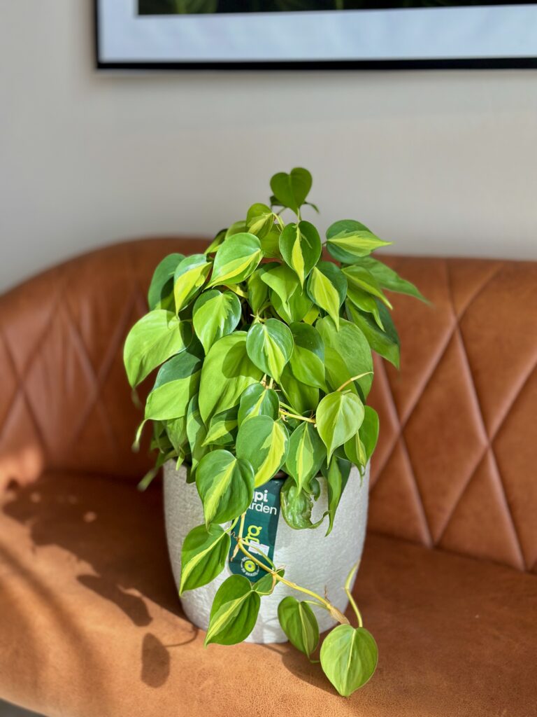 Philodendron brasil com tutor