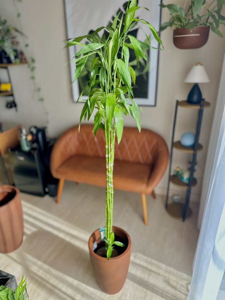 Bambu da sorte (com cachepô em torno de 2 metros)