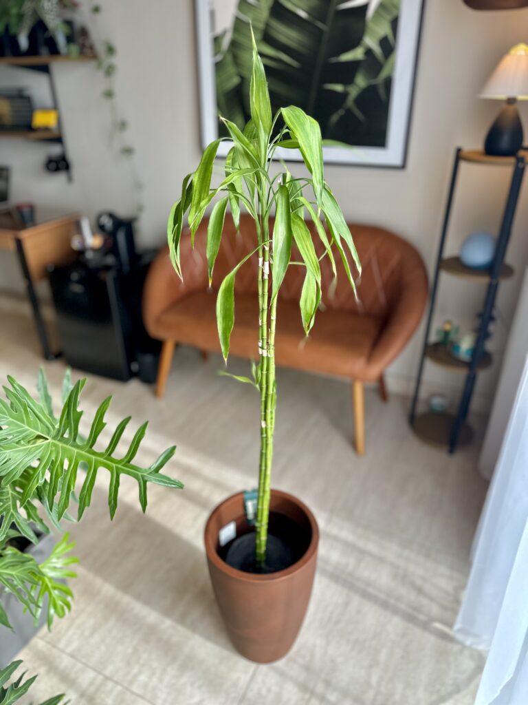 Bambu da sorte ( com cachepô em torno de 1,55 m)