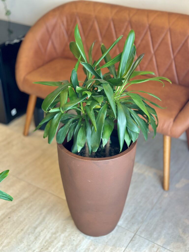 Dracena verde compacta