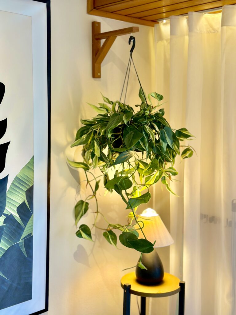 Philodendron brasil GG