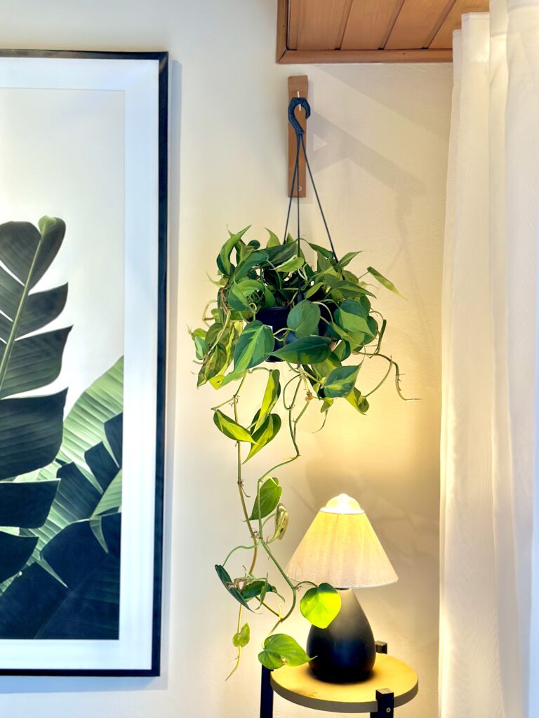 Philodendron Brasil pendente