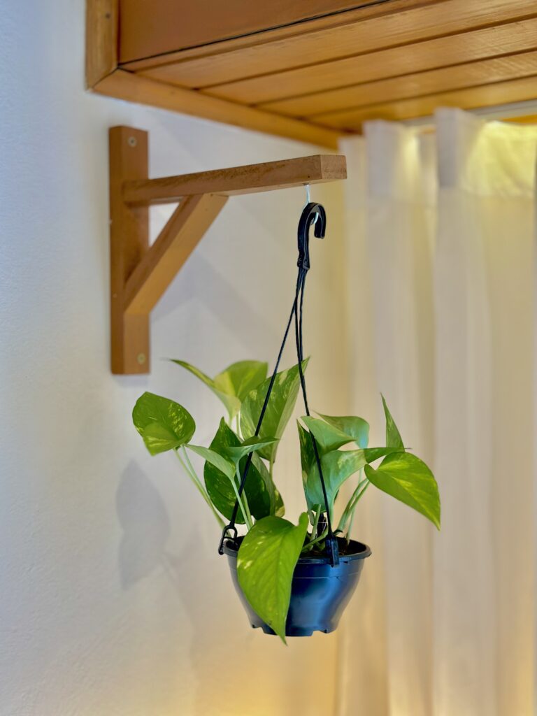 Jibóia Variegata cuia 13