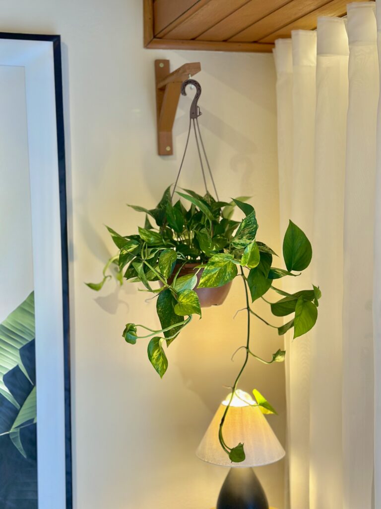 Jibóia Variegata cuia 21