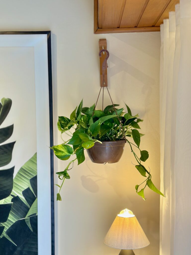 Jibóia Variegata cuia 21