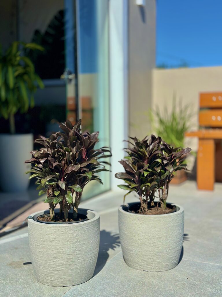 Dracena compacta rubi