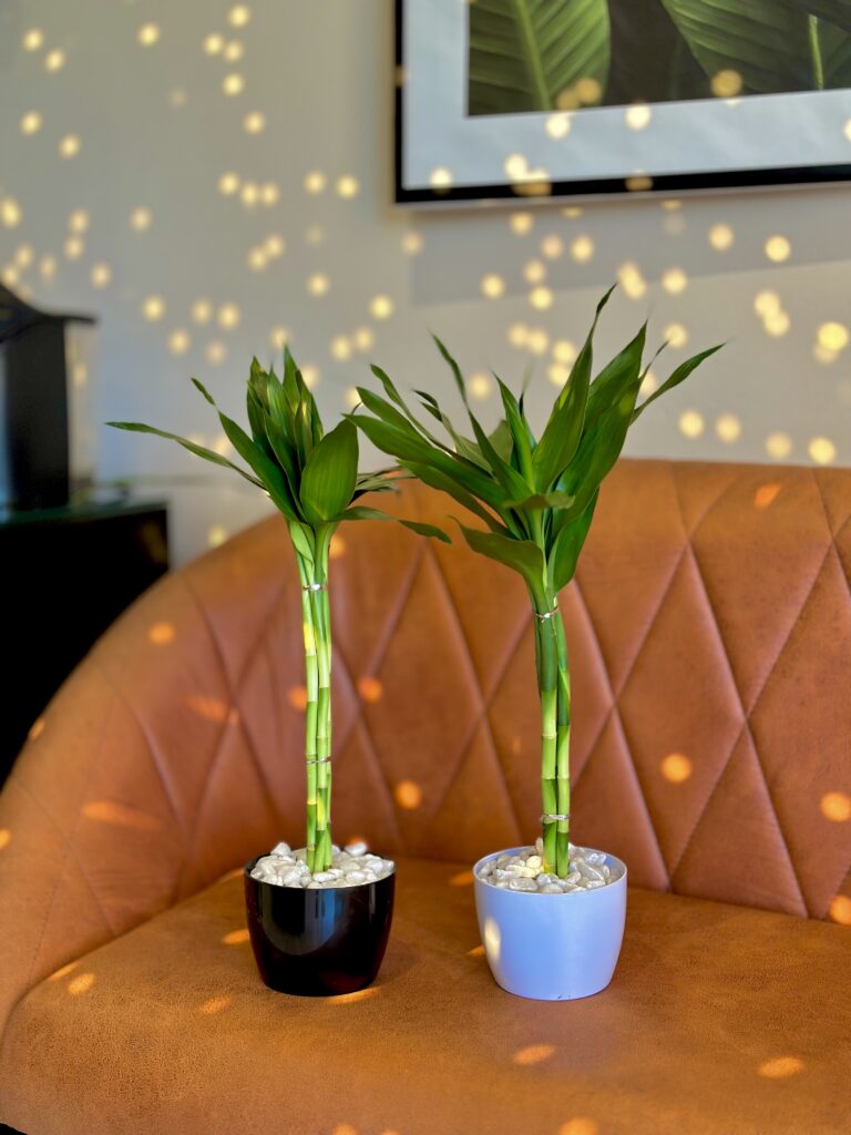 Bambu da sorte grande ( média de 70cm )