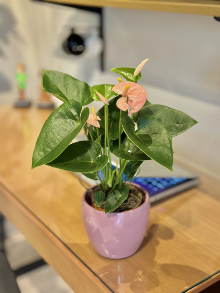 Antúrio Rosa + cachepô cerâmico