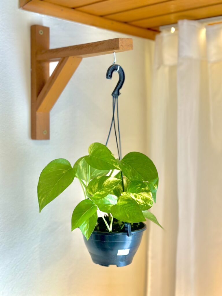 Jibóia Variegata cuia 13