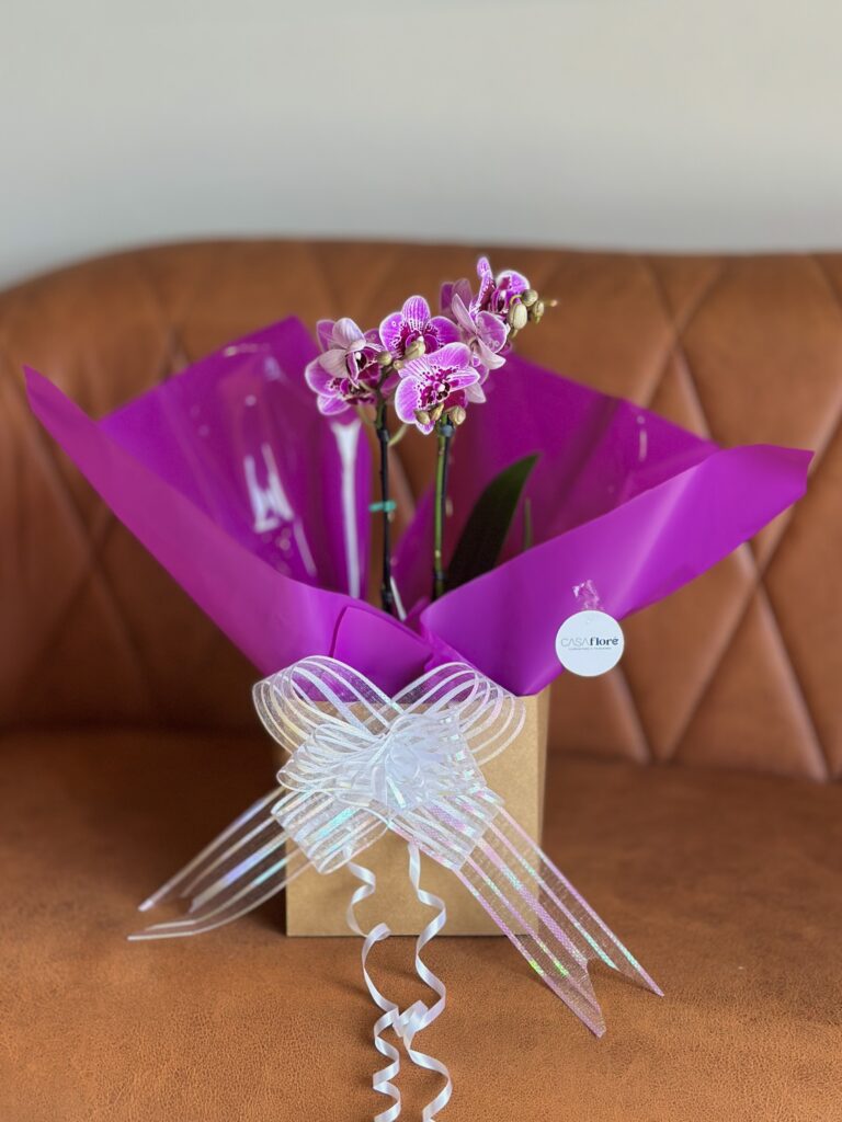Orquídea na Caixa G