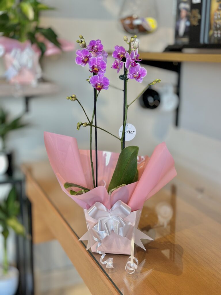 Orquídea premium embalada na caixinha