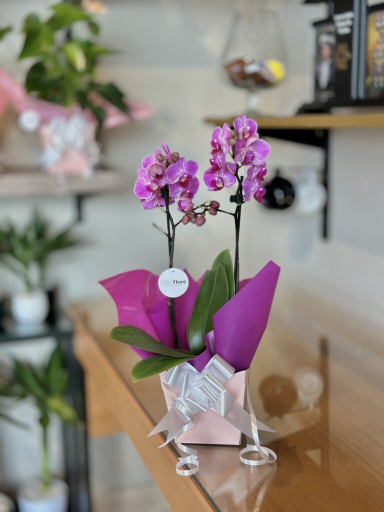 Orquídea premium embalada na caixinha