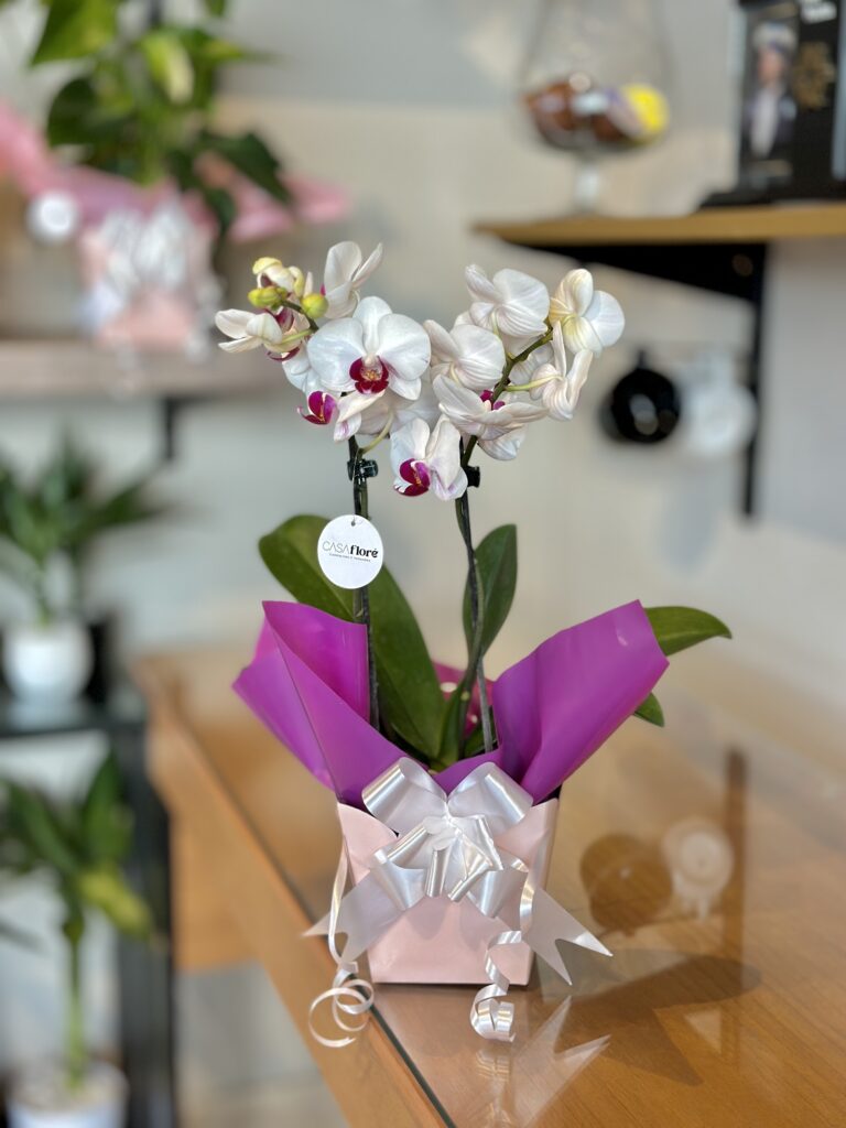 Orquídea premium embalada na caixinha