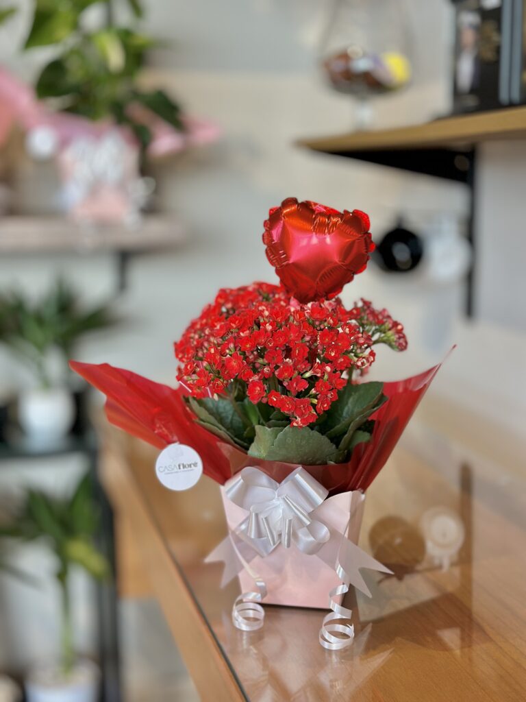 Kalanchoe vermelho embalado na caixinha + balão coração