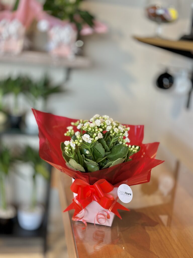 Kalanchoe branca embalada na caixinha