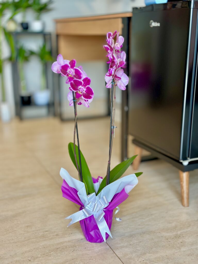 Orquídea premium GG