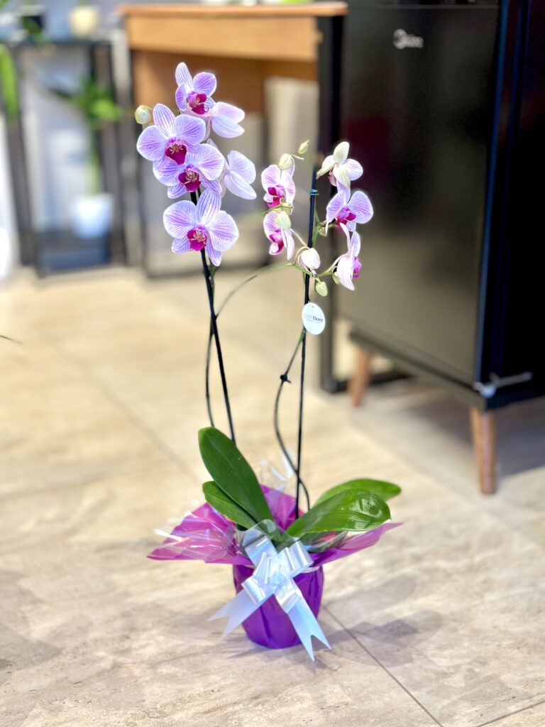 Orquídea premium GG