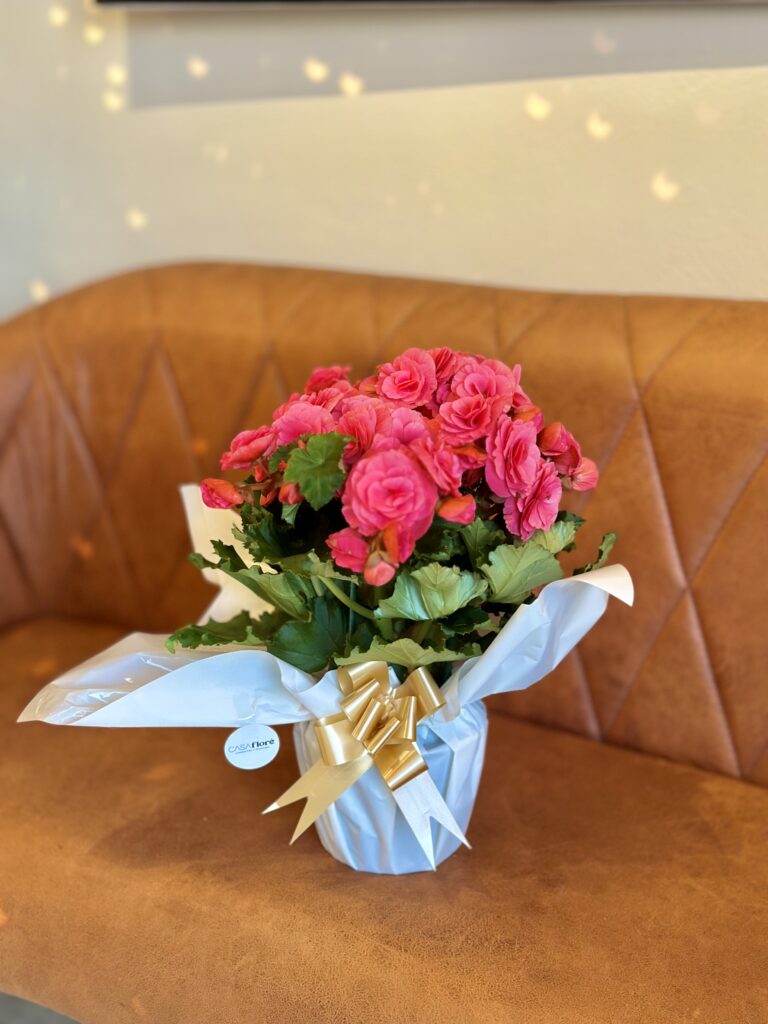 Begônia GG embalada rosa