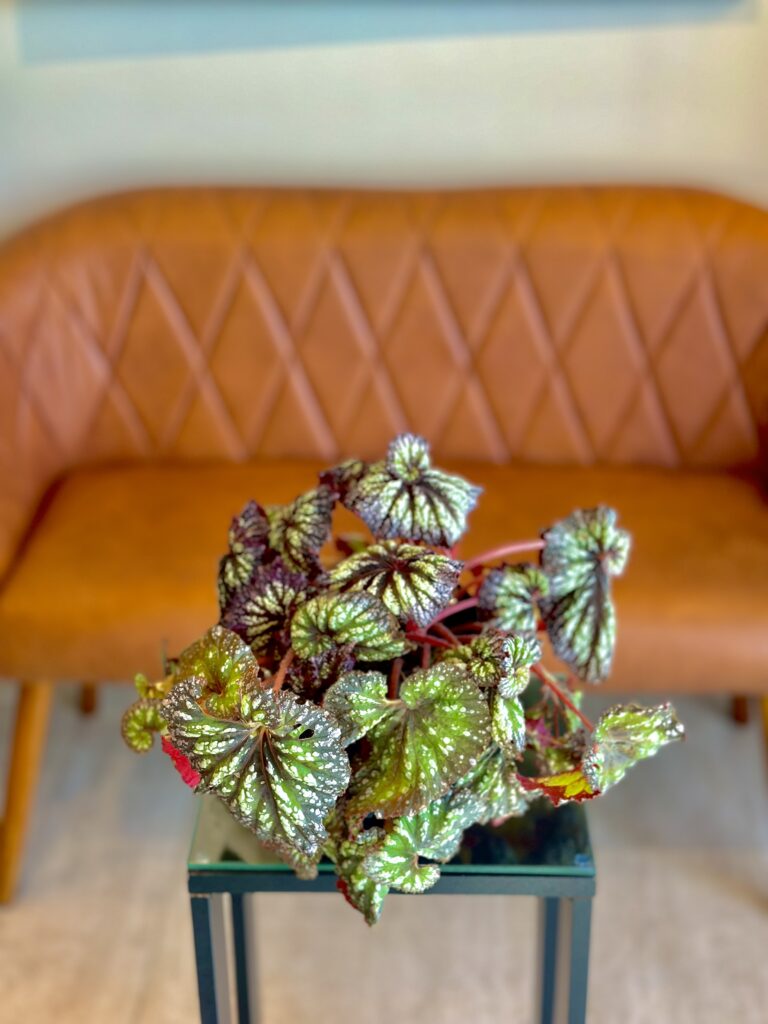 Begônia Rex