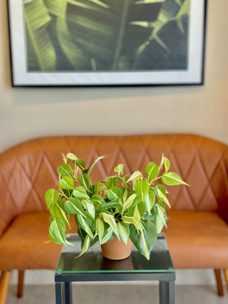 Philodendron Brasil pote 13