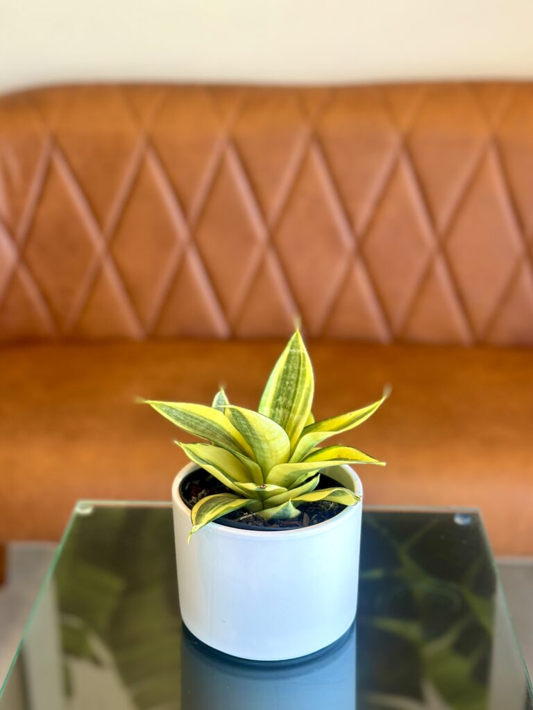Mini Espada-de-São-Jorge