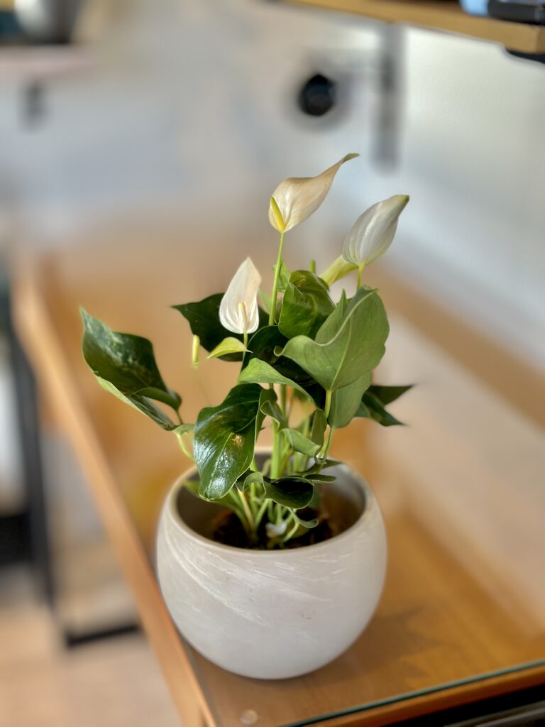 Antúrio Flame Branco