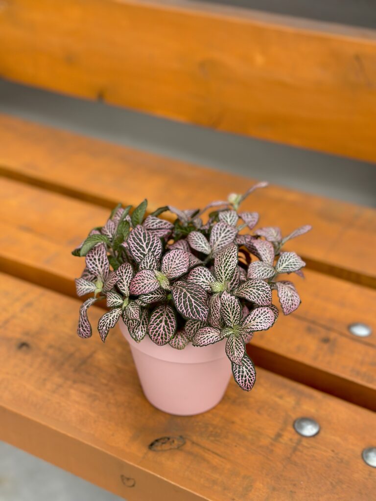 Fitônia rosa cuia 13