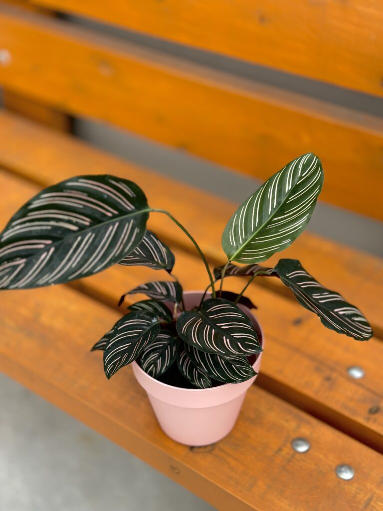 Maranta ornata