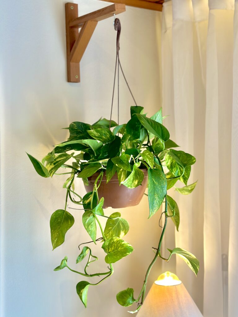 Jiboia Variegata G cuia 21