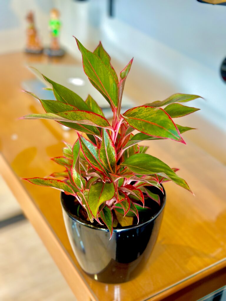 Aglaonema creta