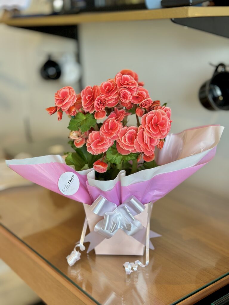 Begônia Rosa