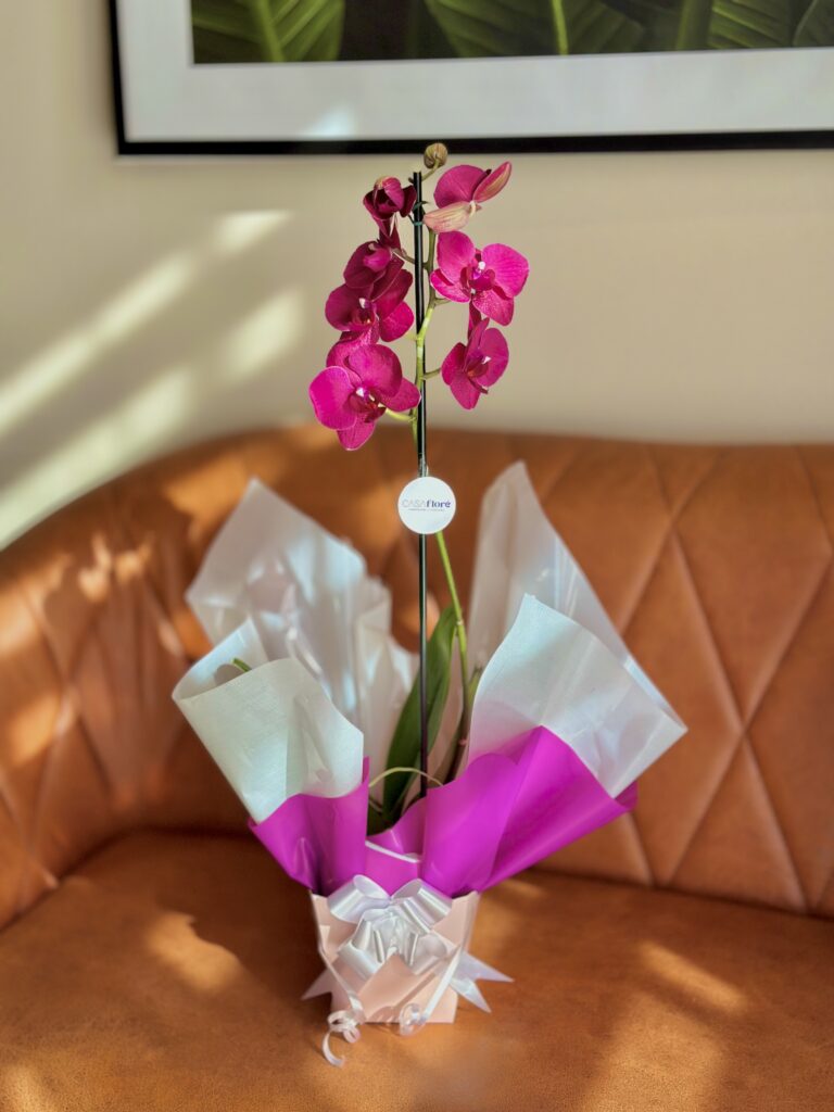 Orquídea GG premium