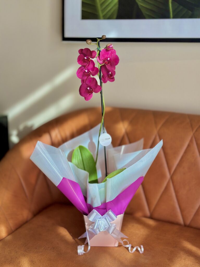 Orquídea GG premium